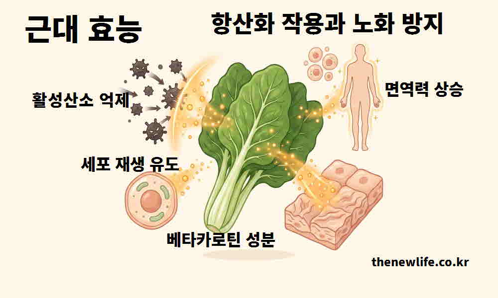 근대 효능 항산화 작용 노화 방지
