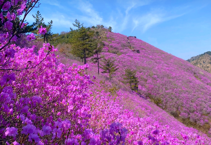 천주산 진달래