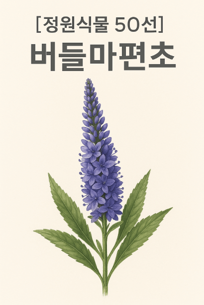 버들마편초 : 여름 정원에 선을 그리는 보라빛 붓터치