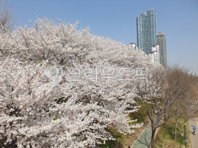 부산지역 벚꽃 사진