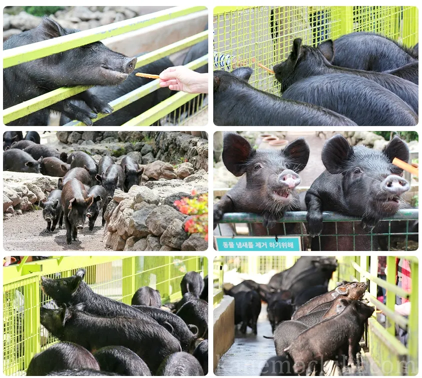 흑돼지-놀이체험