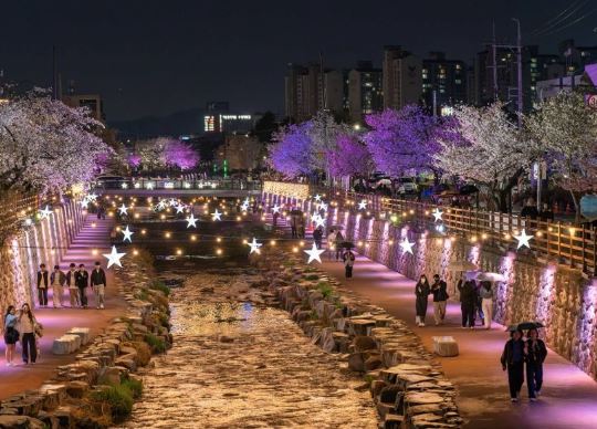 구미 벚꽃