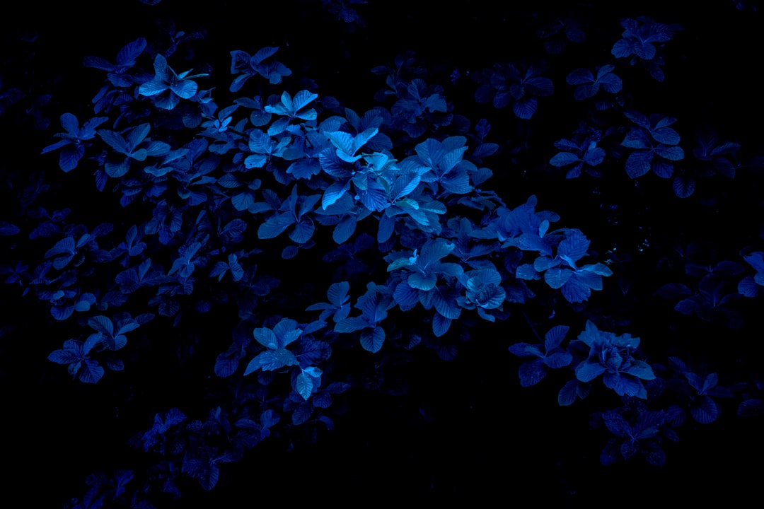 'Blue'