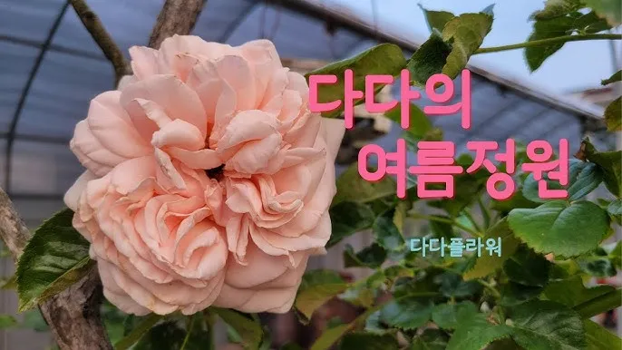 실내식물 여름철 관리 고온다습 통풍확보 물주기시간대 환기방법_4