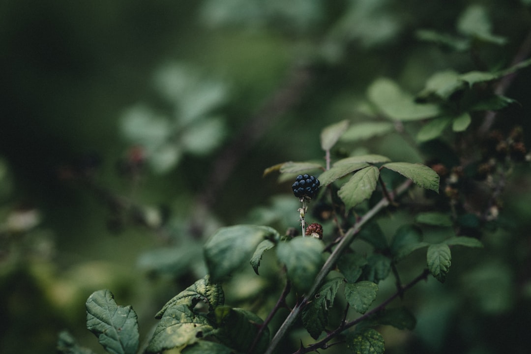 Blackberry.