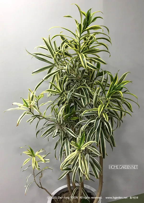 드라세나 키우기 물주기 가지치기 번식방법 흙배합 가이드_3