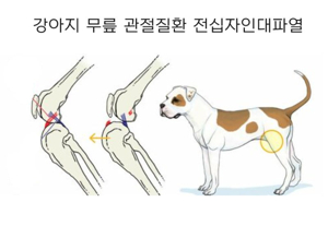 강아지 십자인대 파열: 원인, 증상, 진단, 치료