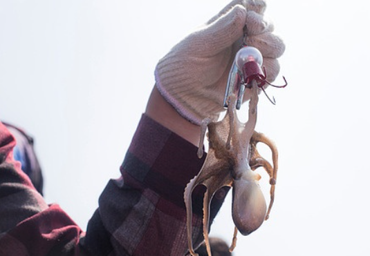 서천 동백꽃 주꾸미축제