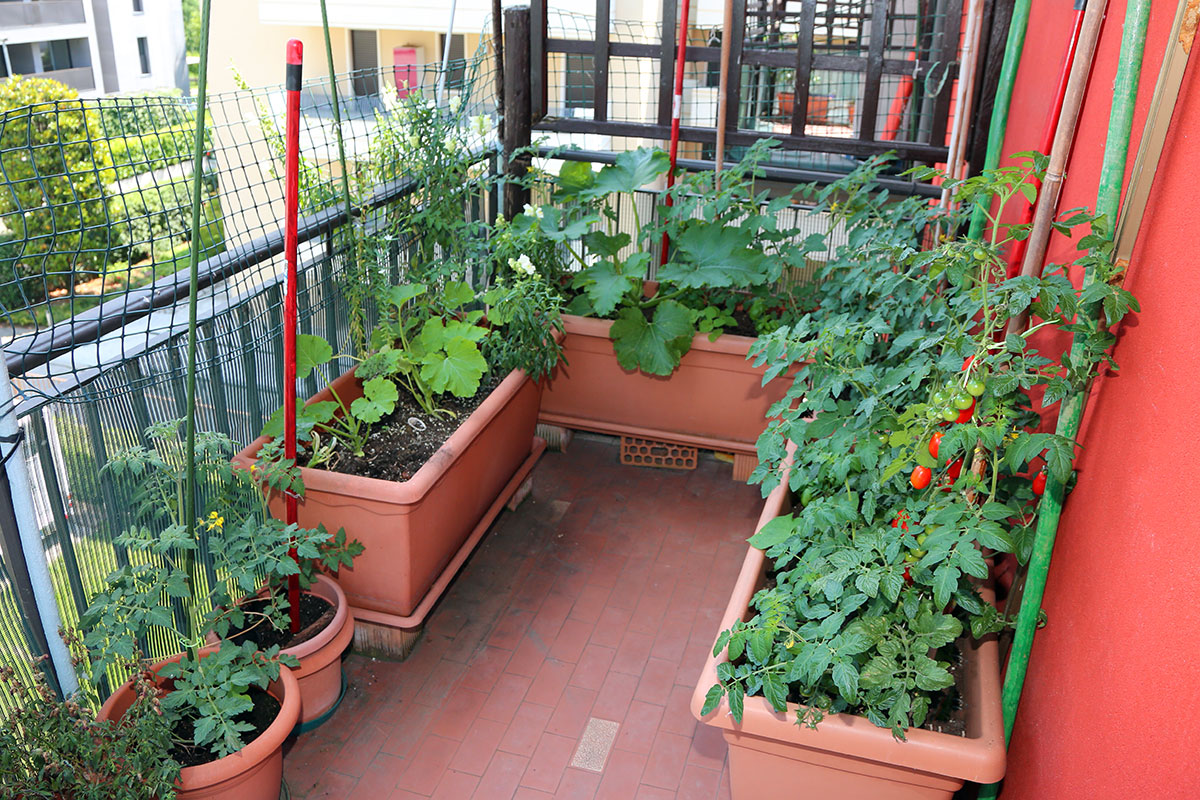 초보자를 위한 화분 정원 가꾸기 팁