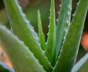 역류성식도염에 좋은 음식 영양제 식단