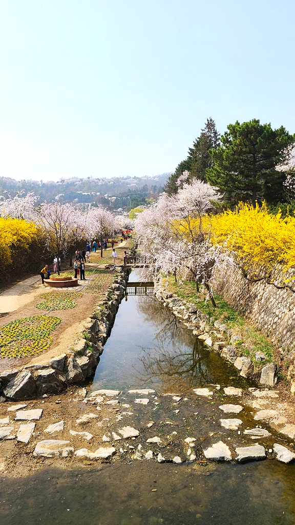 국립현충원-수양벚꽃길