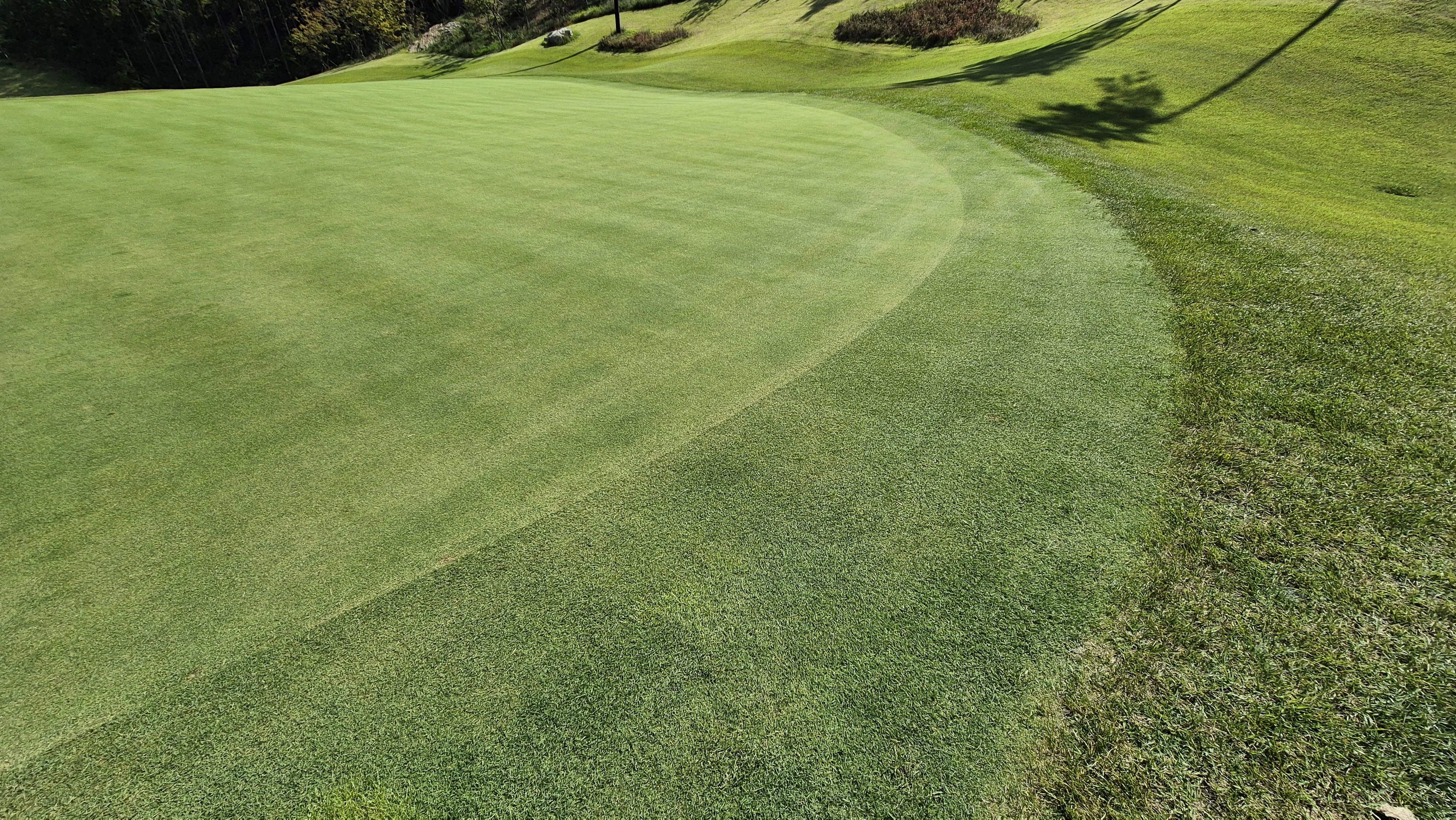 오로라cc 그린 관리 상태