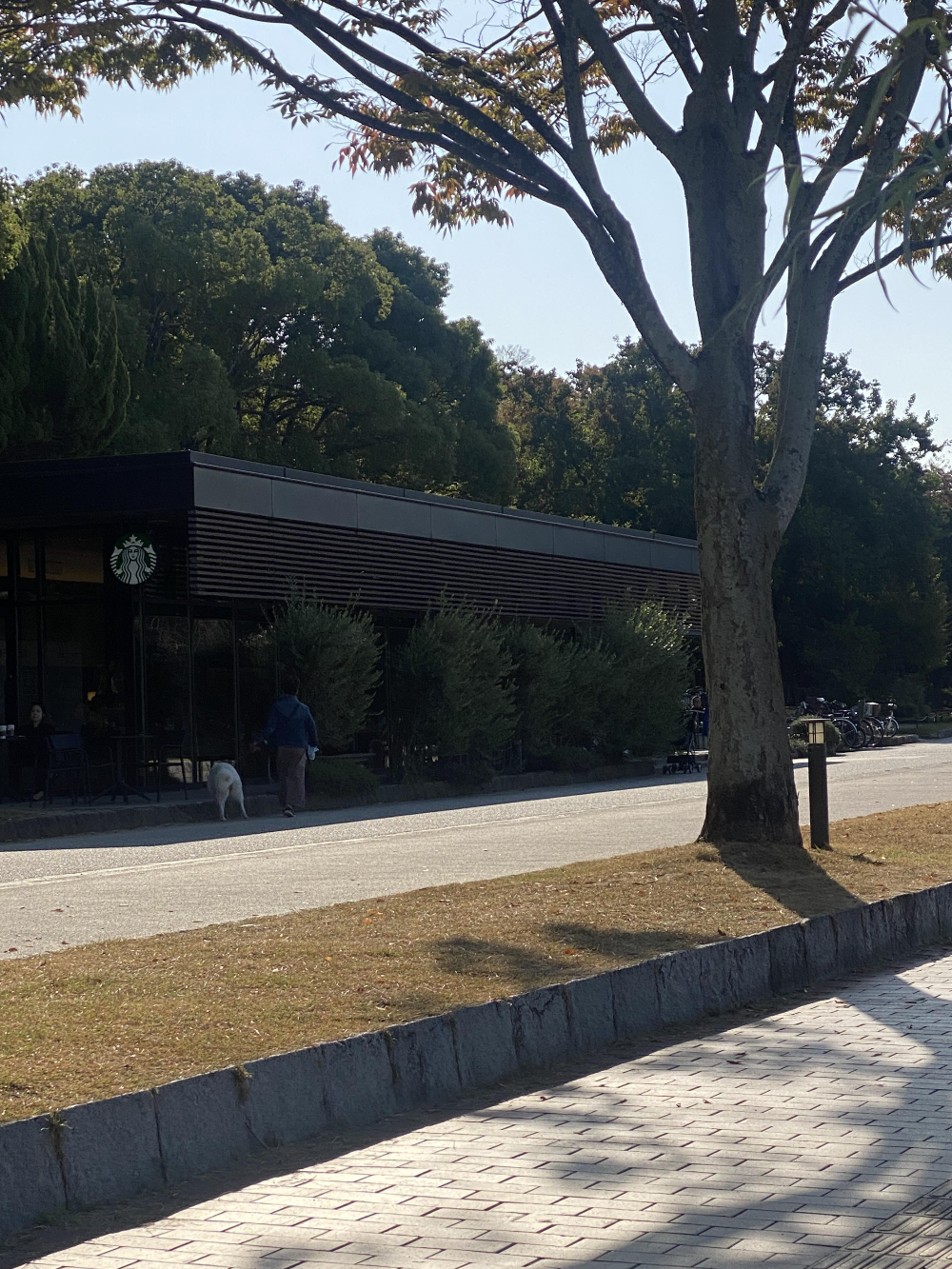 후쿠오카 오호리 공원 스타벅스