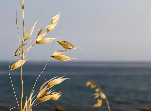 귀리 재배 봄 파종 배수 관리 비료량 조절_5