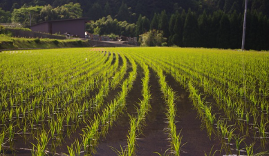 소만(小滿)의 뜻 자세한 설명