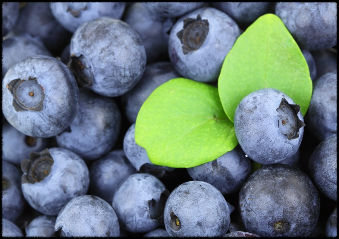 블루베리 효능 이미지_1