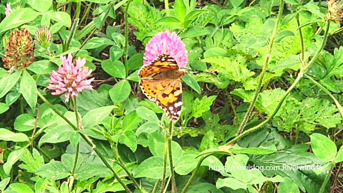 작은 멋쟁이 나비(painted lady butterfly)