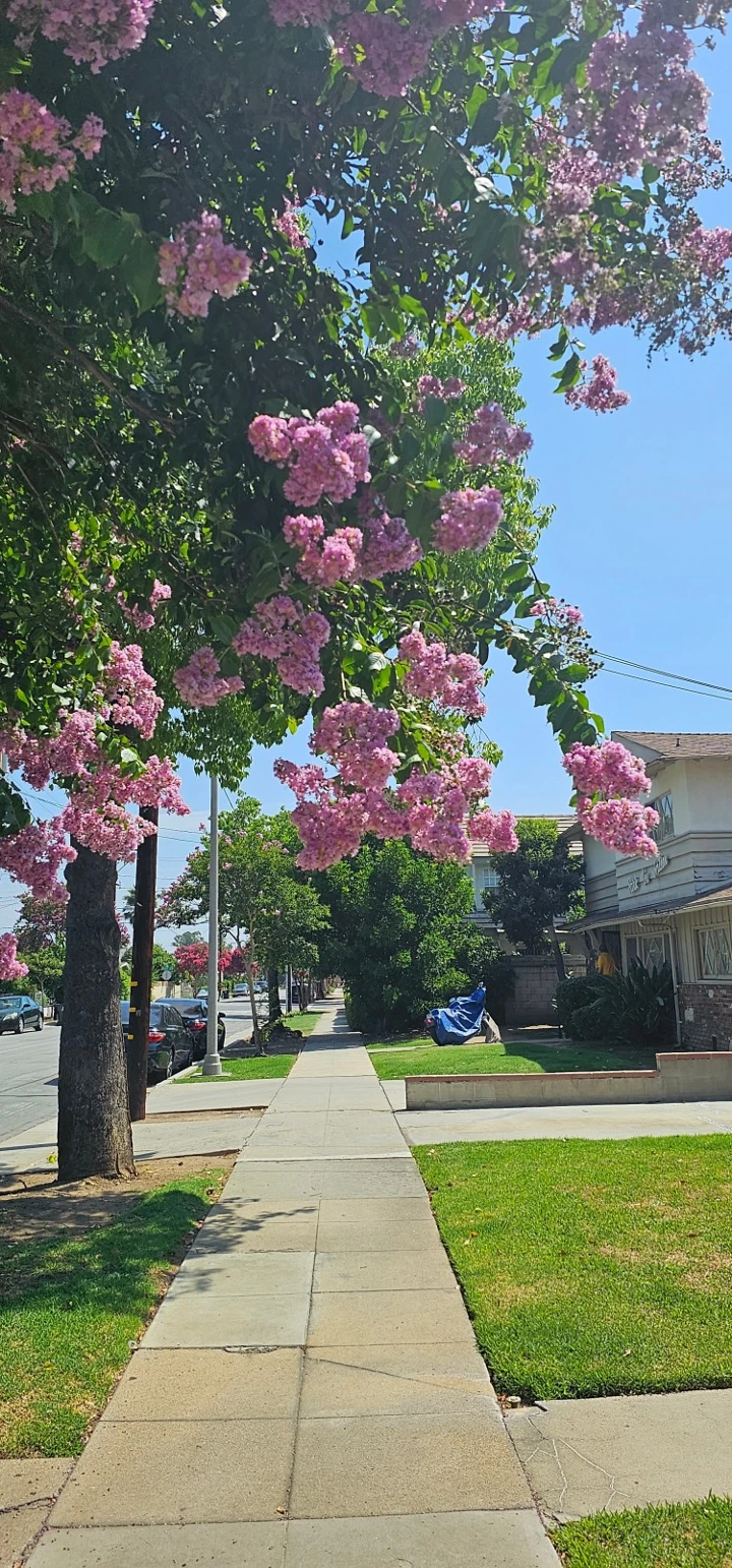 연한 분홍색의 나무에서 핀 꽃
