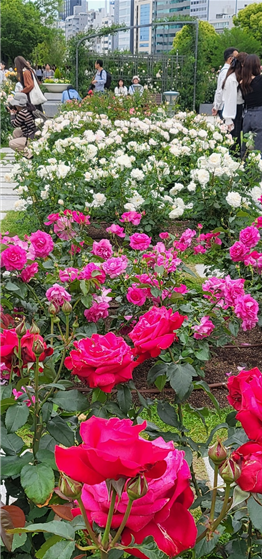 나카노시마 장미원 장미들