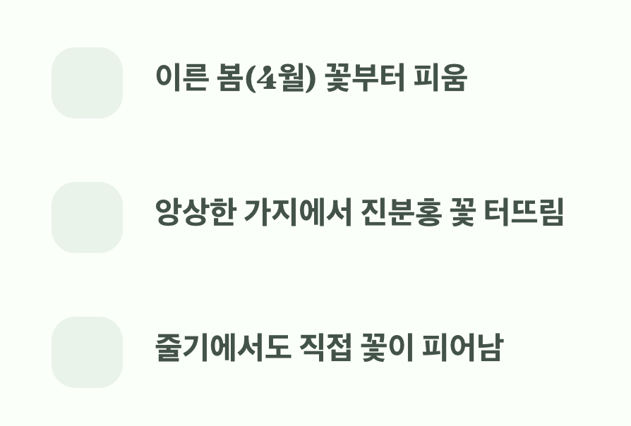 잎보다 먼저 피는 부지런함