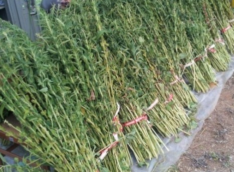 참깨 수확 시기와 수확 방법