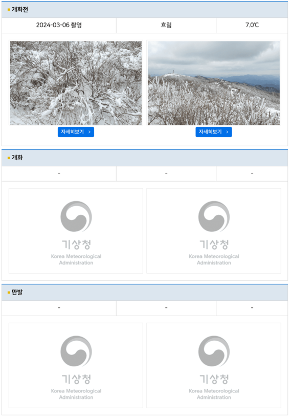 전국 실시간 벚꽃 개화현황 확인하기