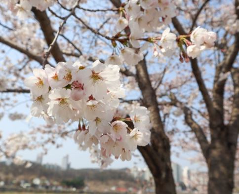 양천구 벚꽃
