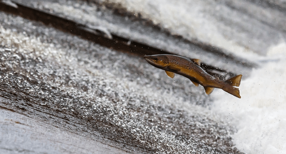 단백질 많은 음식 사진 - 4