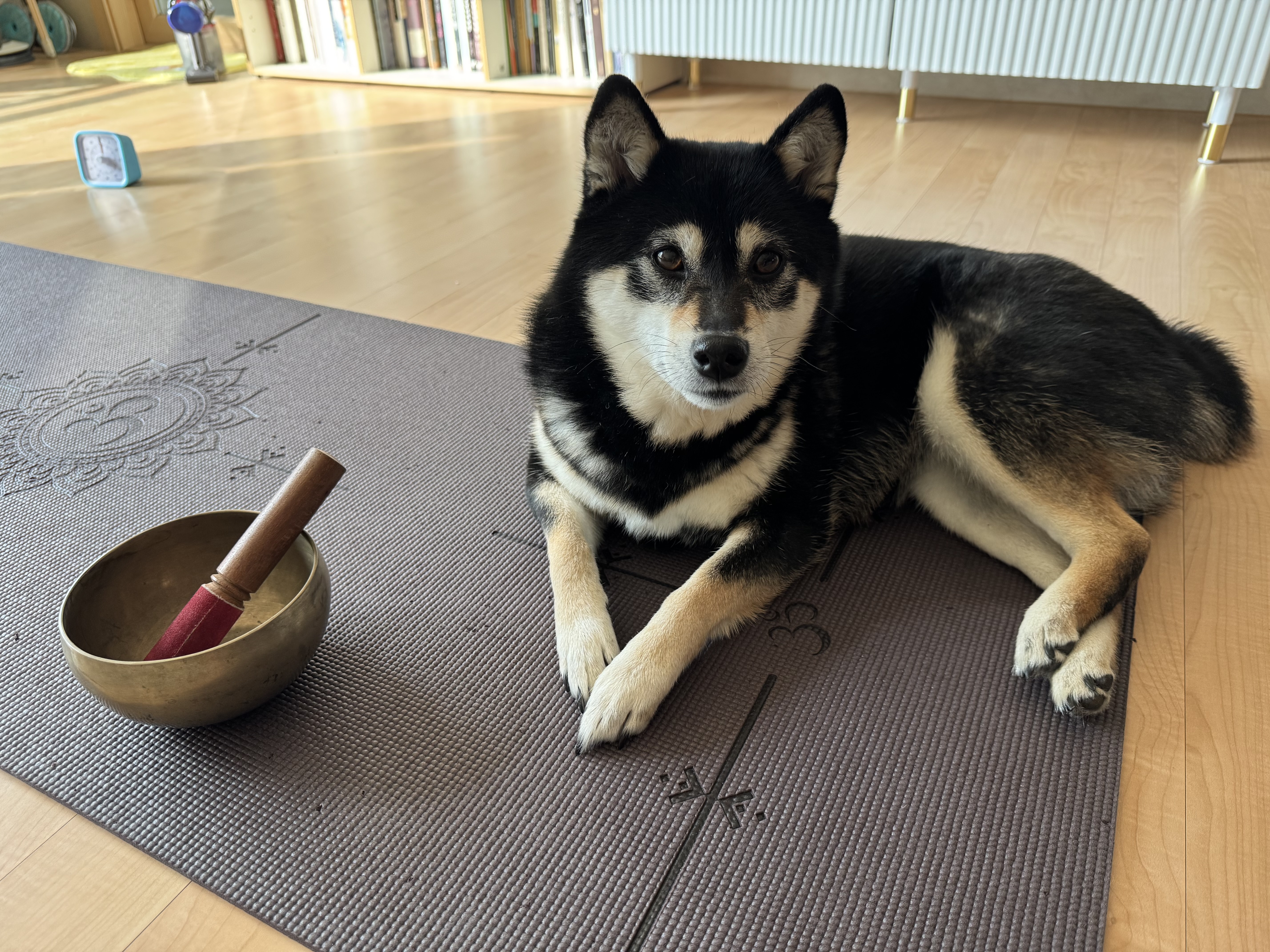 귀여운 반려견의 사랑표현