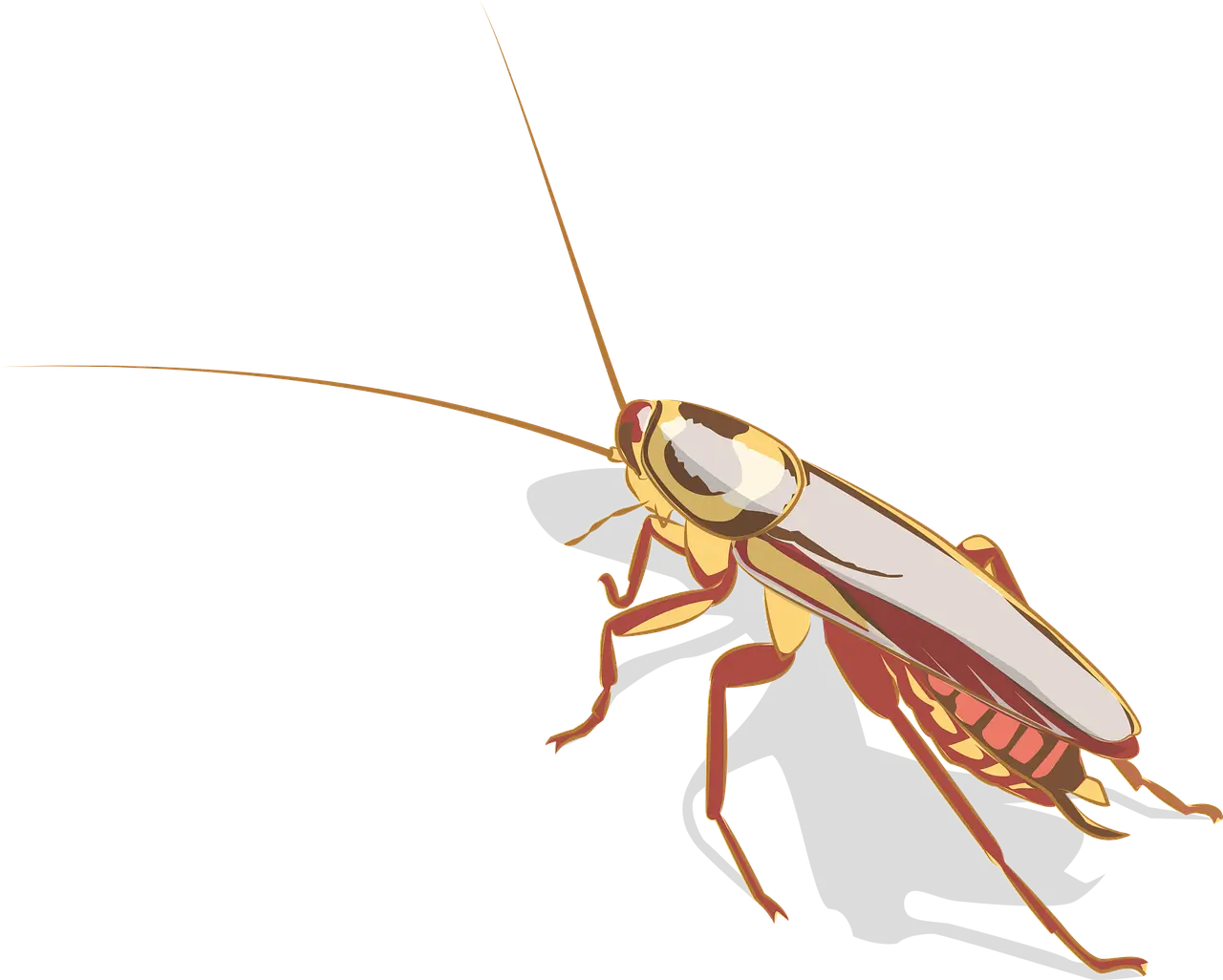 바퀴벌레 퇴치방법