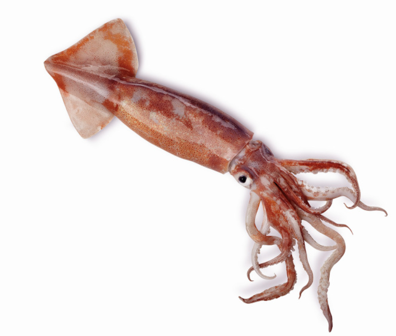 오징어 효능 및 부작용
