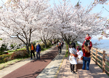 부산 강서구 벚꽃 축제
