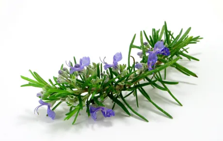 로즈마리, Rosemary