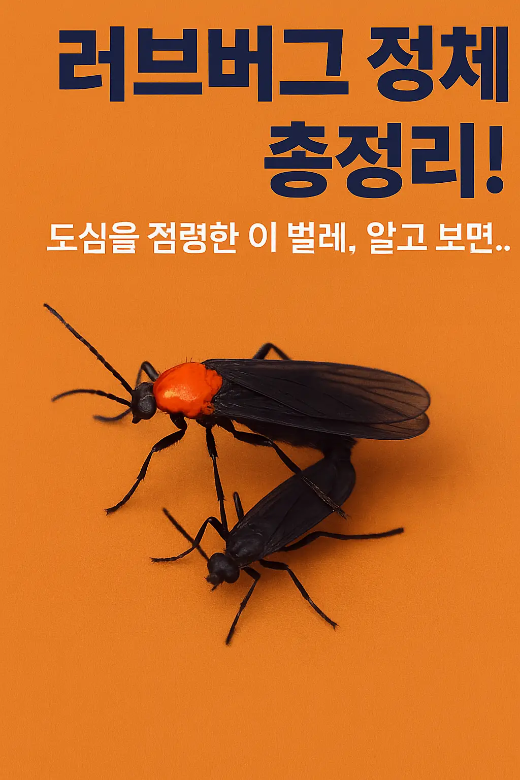러브버그 두 마리가 짝짓기 중인 모습, 주황색 등과 검정 몸통이 선명한 모습