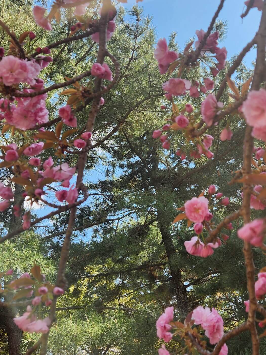 겹벚꽃4월15일자