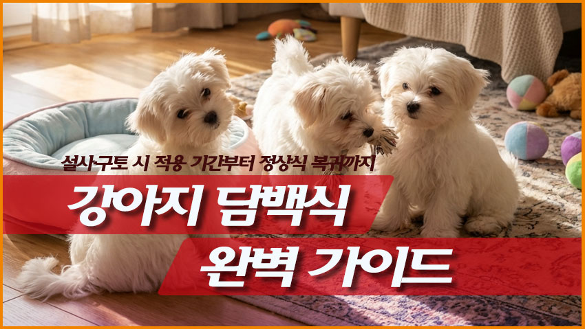강아지 담백시 완벽 가이드