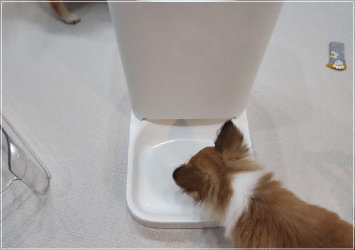 자동급식기와 강아지