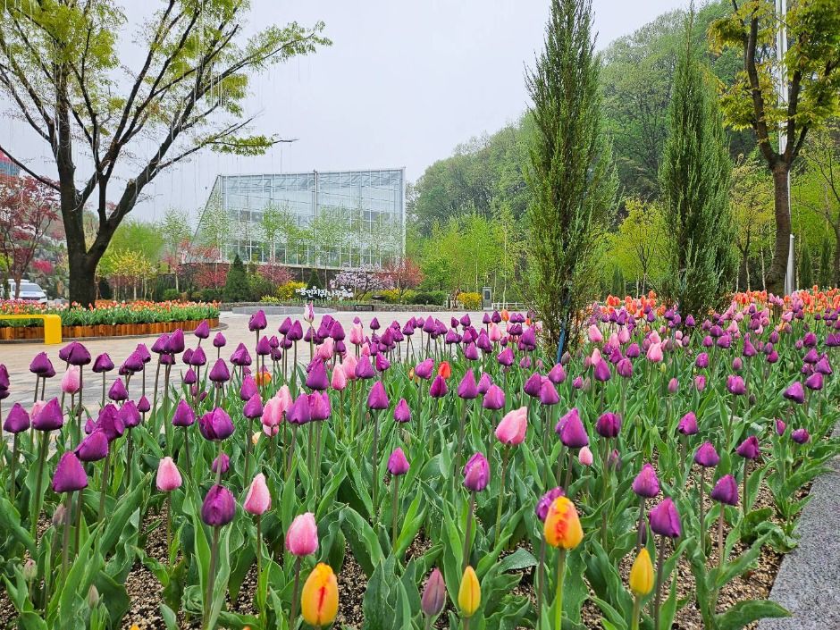 용인 자작나무숲 봄꽃축제