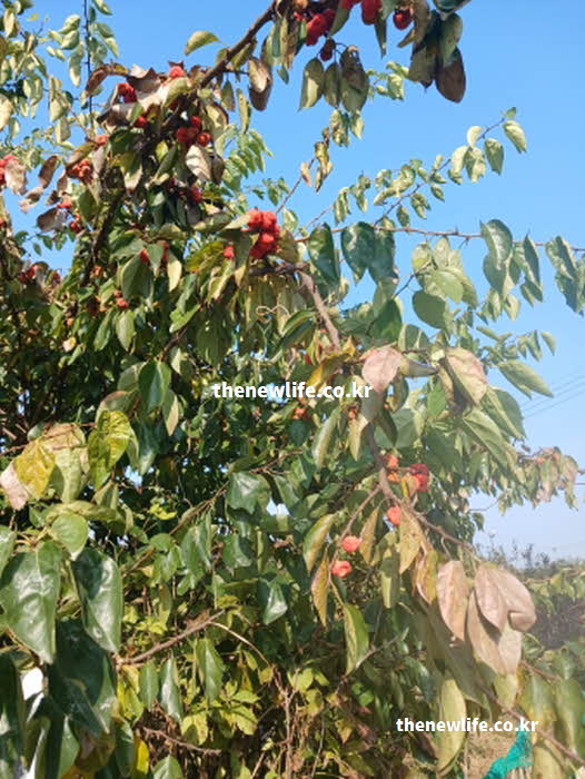 꾸지뽕 효능 자궁 건강 따뜻한 성질