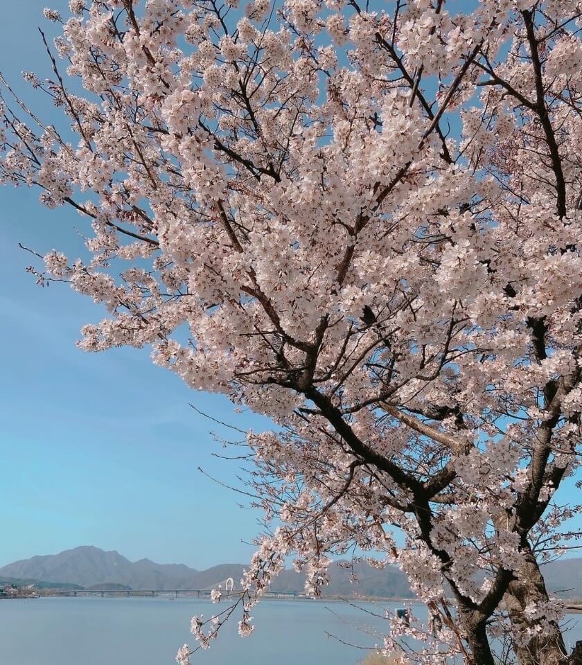 강원도 소양강댐 벚꽃 명소 베스트 5 벚꽃시기 만개시기 드라이브 코스