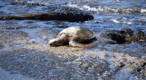 호올레이아-비치파크-바다-거북-사진