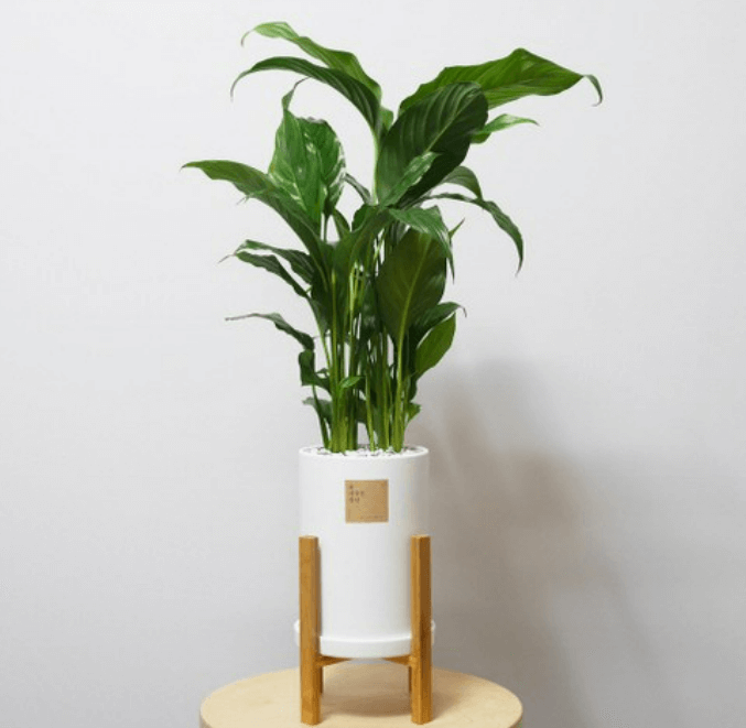 실내식물 5종 비교기: 키우기 쉬운 순서대로