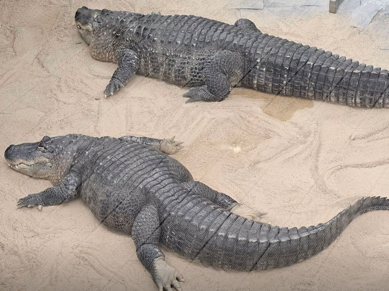 우치공원 동물원