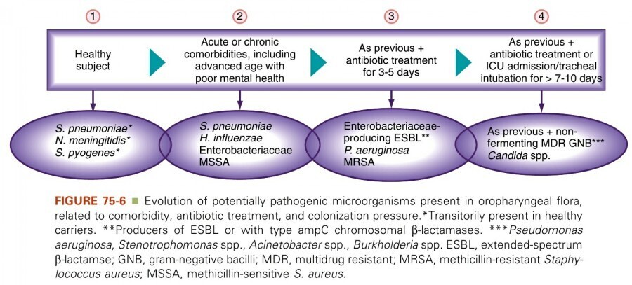 Evaluation of potenitally pathogenic microorganisms present in oropharyngeal flora, related to commorbidity, antibiotic treatment, and colonization pressure.