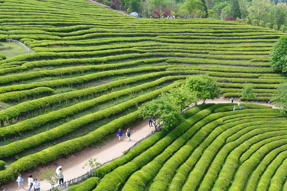 보성녹차휴게소-주변관광지-대한다원
