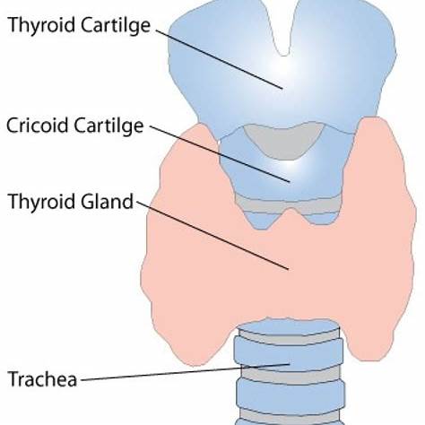 30대 여성 갑상선 이상 증상 체크리스트