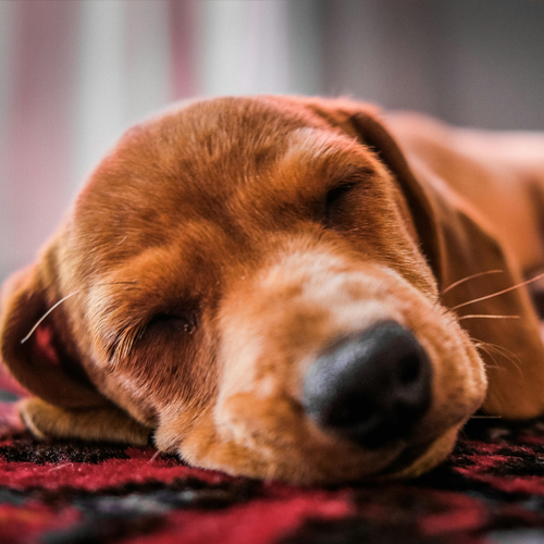 숙면에 좋은 음식