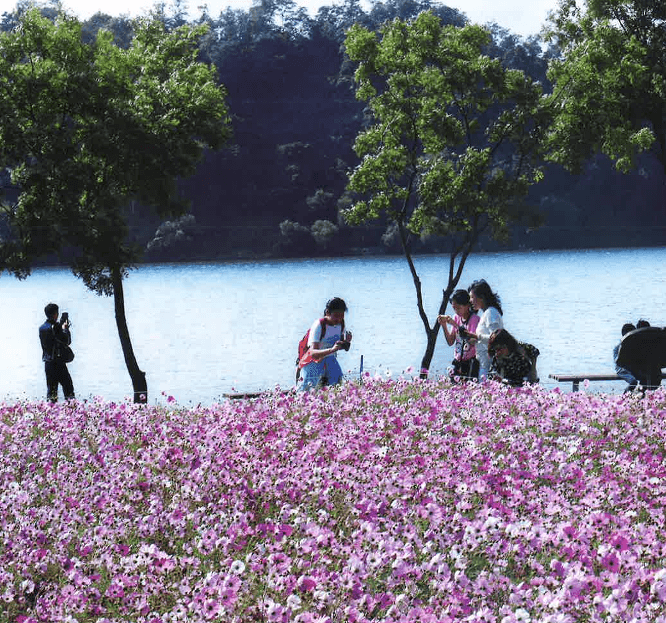 구리코스모스축제-한강예술제-가는길.주차.일정안내-2023-총정리