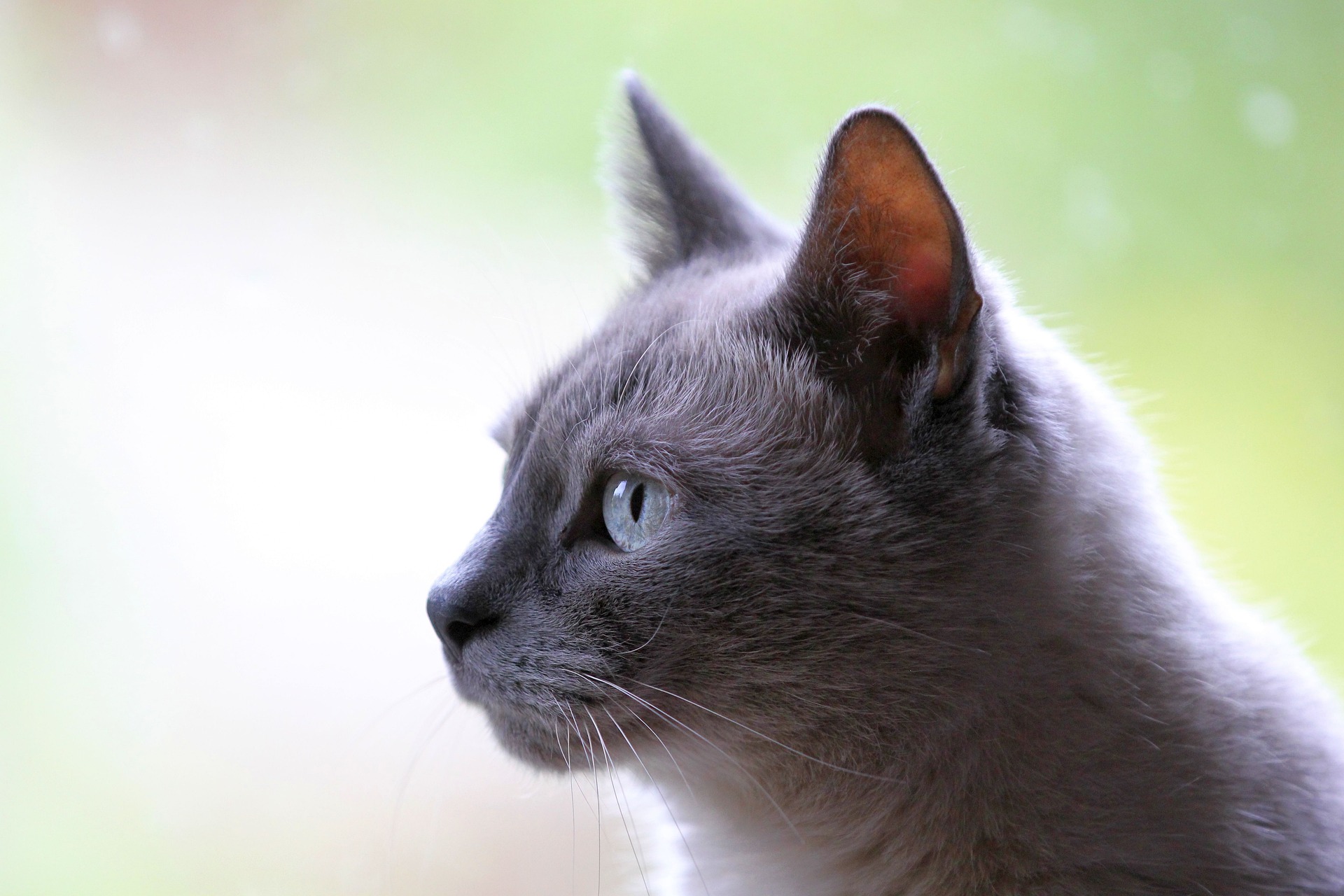고양이&#44; 슬기로운반려생활&#44; 귀의염증&#44; 고양이 귀&#44; 고양이 귀질병