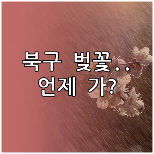 광주 북구 벚꽃 개화시기와 아이와 가..